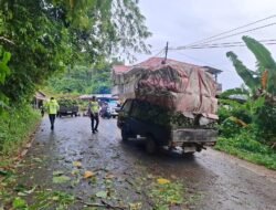 Pohon Tumbang Di Jalan Pelud Binaka, Satlantas Polres Nias Lakukan Pengaturan Lalu Lintas Berjalan Lancar