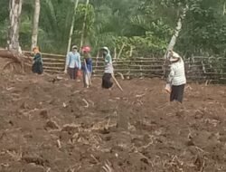 Dukung Ketahanan Pangan Nasional, Pengurus BumNag Nagori Bahjoga Tanam Jagung Seluas 5 Hektare