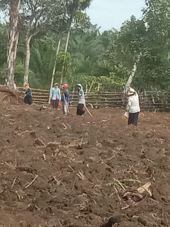 
 Dukung Ketahanan Pangan Nasional, Pengurus BumNag Nagori Bahjoga Tanam Jagung Seluas 5 Hektare