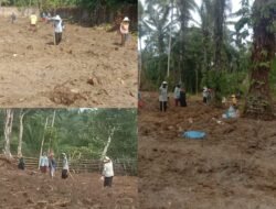 Dukung Ketahanan Pangan Nasional, Pengurus BumNag Nagori Bahjoga Tanam Jagung Seluas 5 Hektare