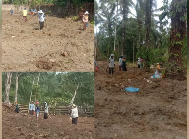 
 Dukung Ketahanan Pangan Nasional, Pengurus BumNag Nagori Bahjoga Tanam Jagung Seluas 5 Hektare