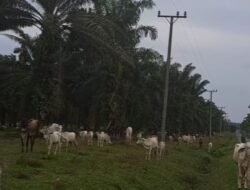 Dugaan Kelalaian di PTPN IV Bah Jambi, Ternak Bebas Masuk Perkebunan Negara