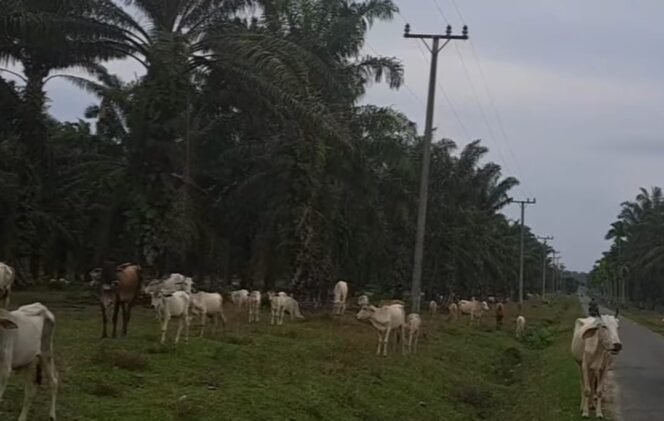
 Dugaan Kelalaian di PTPN IV Bah Jambi, Ternak Bebas Masuk Perkebunan Negara