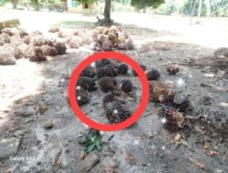 Afdeling lll PTPN IV Regional 2 Kebun Bahjambi Diduga Langgar Aturan, Buah Mentah Ditumpuk dan Ternak Bebas di Halaman Kantor