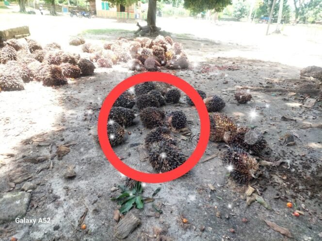 
 Afdeling lll PTPN IV Regional 2 Kebun Bahjambi Diduga Langgar Aturan, Buah Mentah Ditumpuk dan Ternak Bebas di Halaman Kantor
