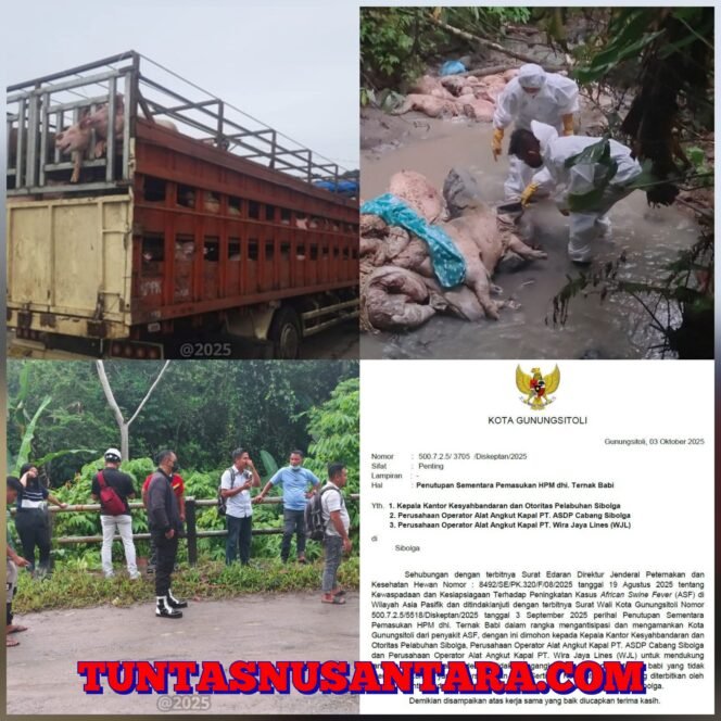 
 Pemerintah Kota Gunungsitoli Perketat Pengawasan Lalu Lintas Ternak Babi untuk Cegah Penyebaran ASF