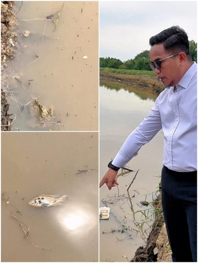 
 Masyarakat Bertanya-tanya…Ribuan Ikan Mati di Sungai Pangkalan Kerinci, Bupati Zukri Turun Langsung ke Lokasi