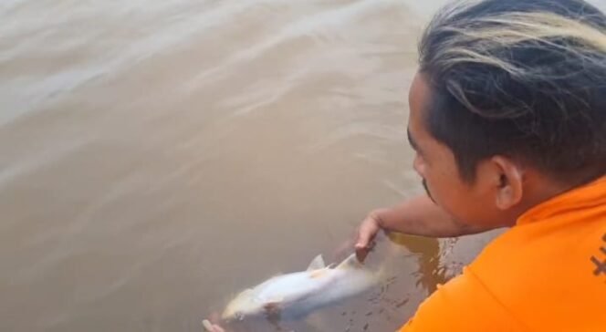 
 Fenomena Ikan Mati di Sungai Kampar Masyarakat Minta Perhatian Presiden Prabowo Subianto Untuk Mengutus Tim Penyelidikan