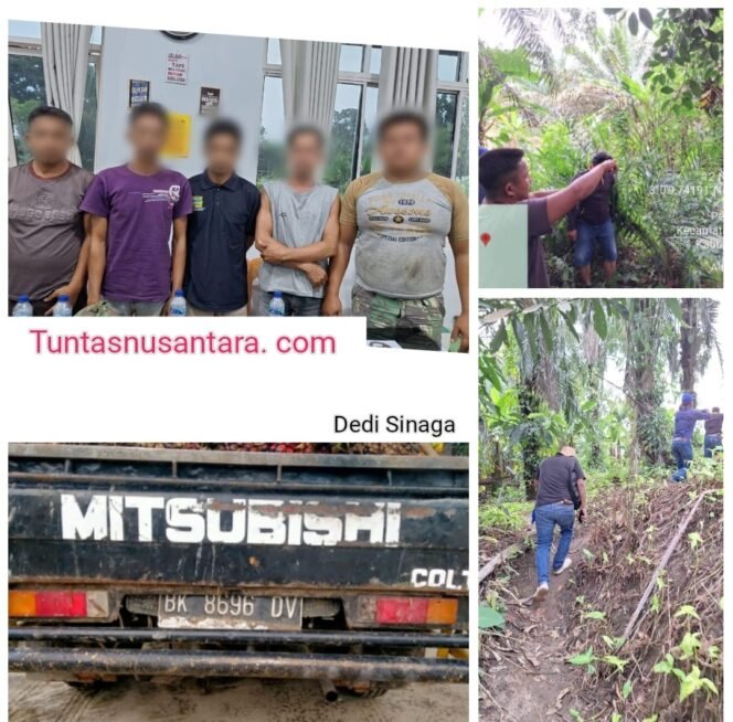 
 Operasi Cepat Jatanras Simalungun, Lima Pencuri Sawit PTPN-4 Diringkus Bersama Barang Bukti