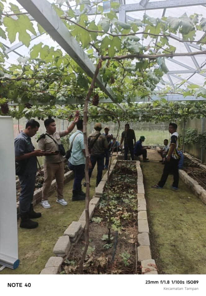 
 CSR Ekonomi Alternatif : PT Asian Agri Budidaya Anggur Bersama Pemdes Air Mas