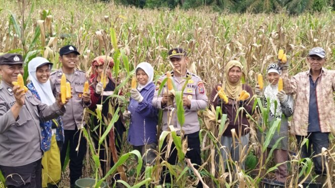 
 Polsek Serbelawan Monitoring Panen dan Pemipilan Jagung, Dukung Petani di Nagori Naga Dolok