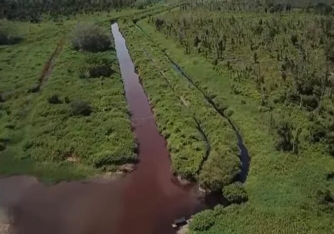 
 Tragedi Ribuan Ikan Mati di Desa Sering, Tiga Kanal Limbah Industri Diduga Milik APRIL Group Disorot
