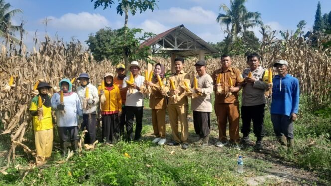 
 BREAKING NEWS BUMNag “BERSAMA” Nagori Bahjoga Panen Jagung Varietas BIJI 18, Wujud Nyata Program Ketahanan Pangan Nasional