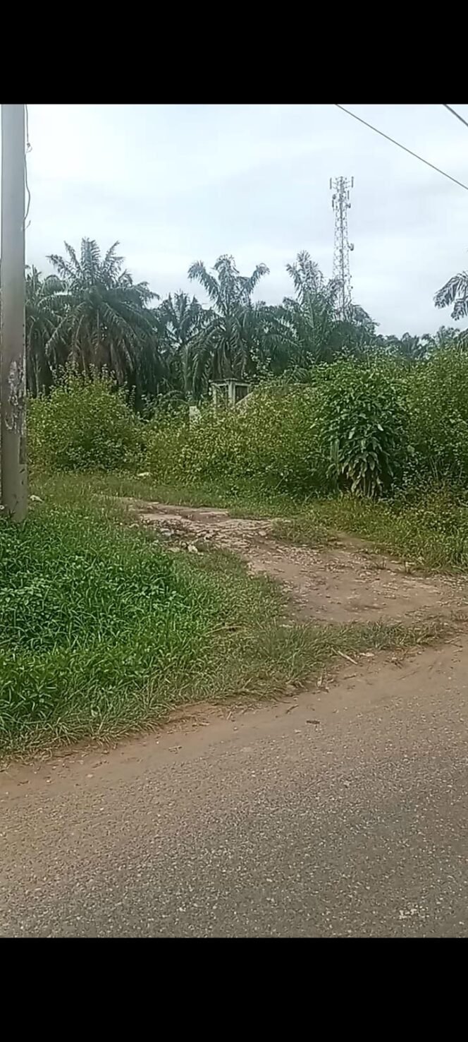 
 Polsek Kampung Rakyat diduga Tidak Berani Menindak Bandar Narkoba di Daerah Simpang Impres