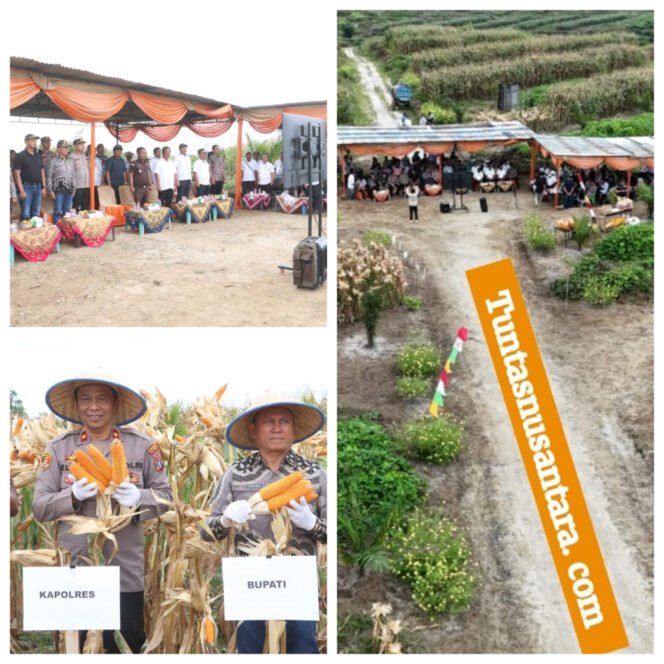 
 Polri Hadir untuk Petani: Panen Raya Jagung Serentak 2026 di Simalungun “Wujudkan Ketahanan Pangan Nasional