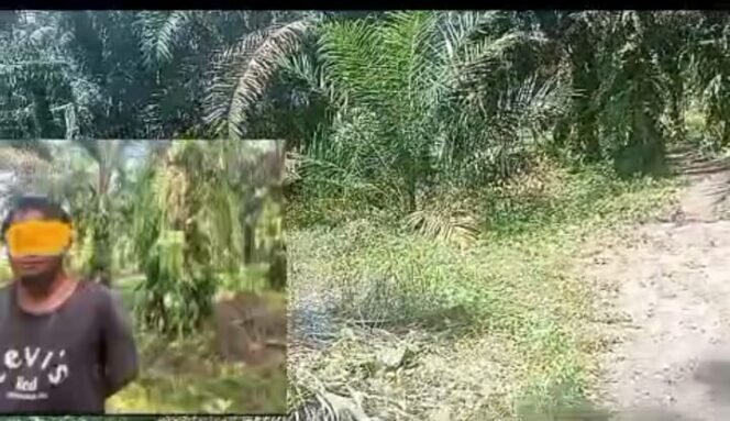 
 Diduga Aseng Yang  Mengendalikan Narkoba Jenis Sabu Sekitaran Kandang Lembu Arae Perkebunan Kelapa Sawit Di Minta Polda Sumut Turut Tangan Tangkap Bandarnya