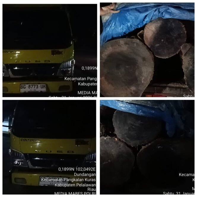 
 Jaringan Pembalakan Liar Diduga Masih Aktif, Kayu Meranti Batu Disamarkan Sebagai Kayu Rakyat