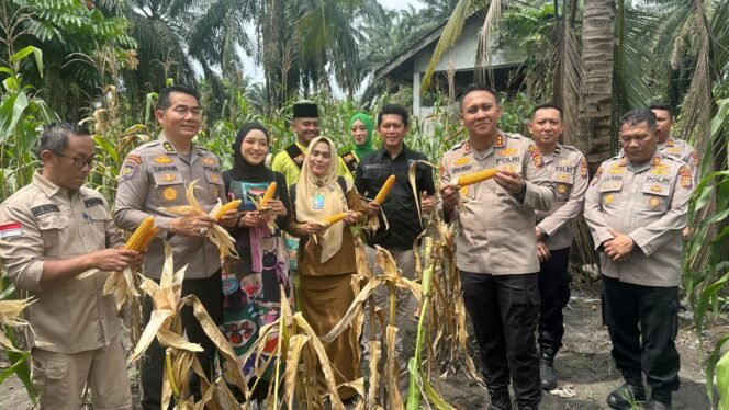 
 Dalam Mendukung Program Ketapang Wadir Binmas Polda Riau Hadir Dalam Panen  Raya Jagung Pipil Di Koto Gasib Siak
