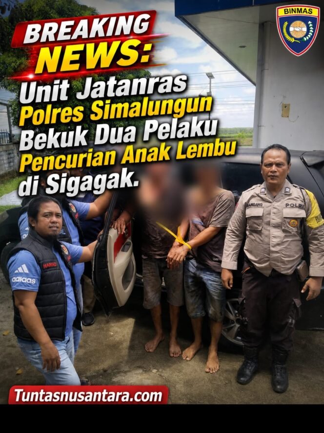 
 Breaking News: Unit Jatanras Polres Simalungun Bekuk Dua Pelaku Pencurian Anak Lembu di Sigagak
