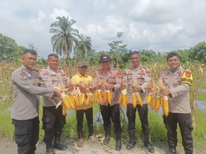 
 Kapolsek Koto Gasib Beserta Jajarannya Panen Raya Jagung Pipil Ketahanan Pangan