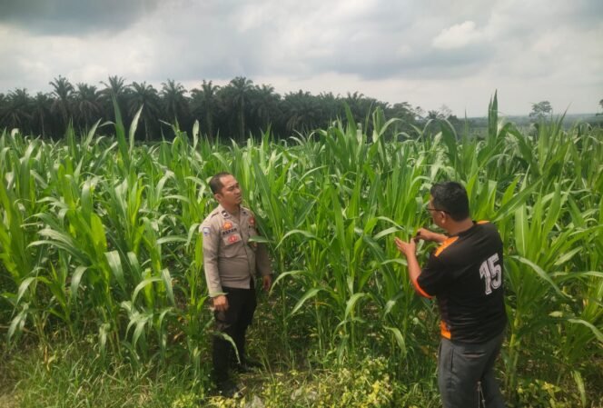 
 Kapolsek Bandar Sei Kijang Dukung Program Asta Cita Ketahanan Pangan