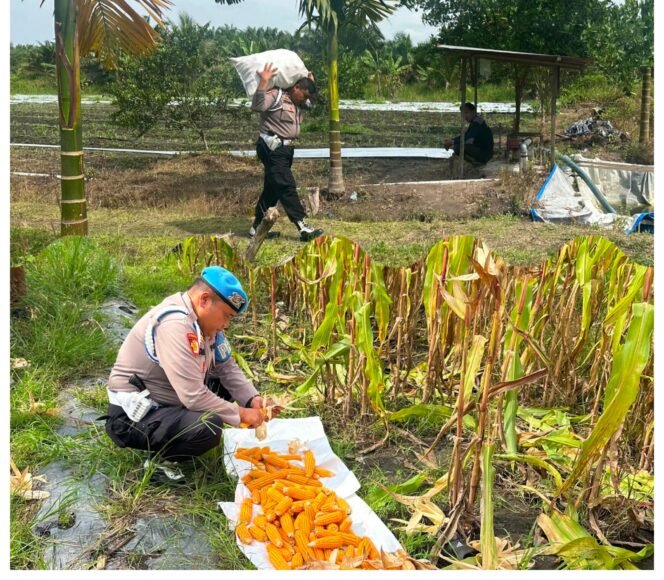 
 Propam Polsek Koto Gasib Komitmen Dukung Ketahanan Pangan
