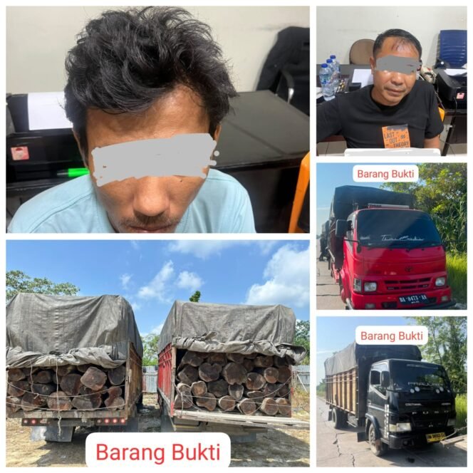 
 Satreskrim Polres Pelalawan Ungkap Illegal Logging di Lintas Timur Km 80, 2 Sopir Truk Kayu Mahang Tanpa Dokumen Diamankan