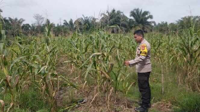 
 Bhabinkamtibmas Polsek Koto Gasib melakukan monitoring Jagung pipil.