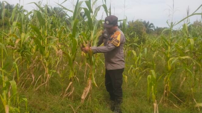 
 Memasuki Musim Kemarau, Polsek Koto Gasib melakukan monitoring Ketahanan Pangan