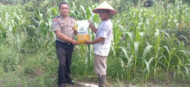
 Dukung Program Ketahanan Pangan Nasional, Polsek Koto Gasib Berikan Bantuan Bibit Jagung Pipil kepada Petani