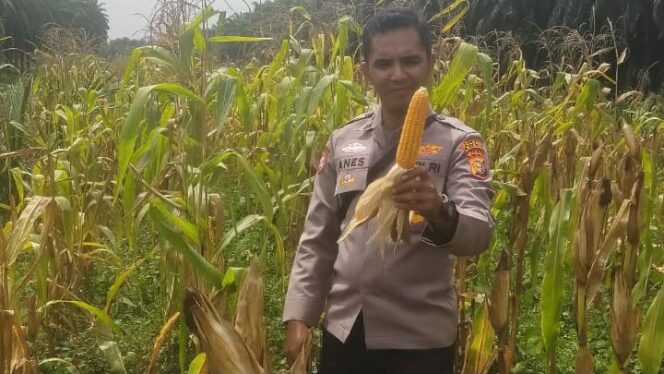 
 Polsek Koto Gasib melakukan Pengecekan Jagung pipil yang siap di Panen