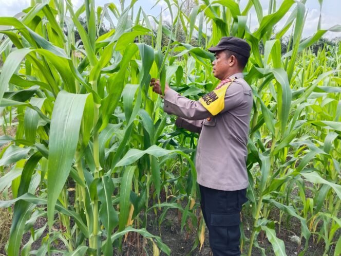
 Dukung Ketahanan Pangan, Polsek Koto Gasib melakukan monitoring jagung pipil