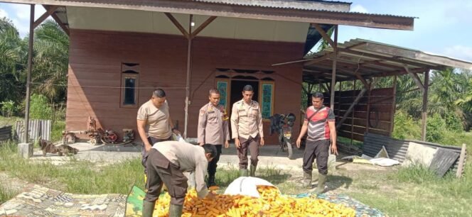 
 Polsek Koto Gasib Optimalkan hasil panen Jagung Pipil