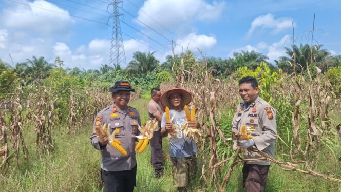 
 Dukung Ketahanan Pangan, Polsek Koto Gasib Panen Raya Kuartal III di Lahan Poktan Mekar Sari