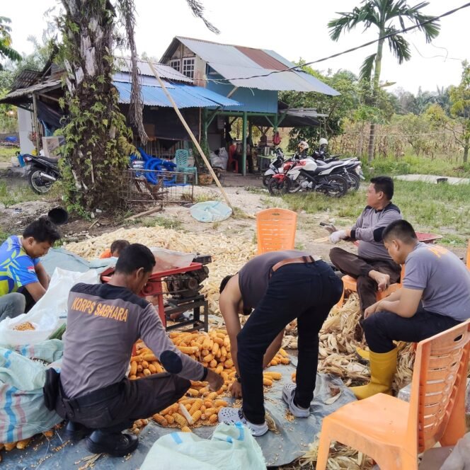 
 Dukung Ketahanan Pangan Polsek Koto Gasib Laksanakan kegiatan pemipilan jagung