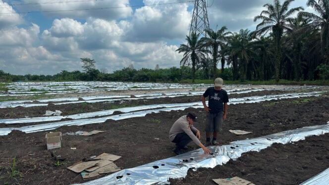 
 Dukung Ketahanan Pangan Polsek Koto Gasib lakukan Monitoring Lahan Jagung Poktan Mekar Sari