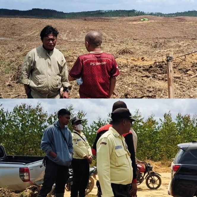 
 Aroma Kongkalikong Lahan Ulayat Desa Palas: Kades Samsari Dituding Lego Lahan 2.090 Hektar dan Terima Panjar Fantastis, PT Arara Abadi Bebas Panen Akasia