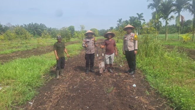 
 Polsek Koto Gasib Optimalkan Ketahanan Pangan dengan melalukan penanaman  Jagung Pipil