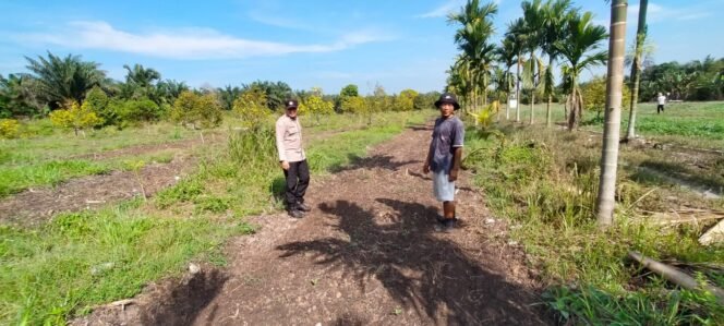 
 Dukung Ketahanan Pangan, Polsek Koto Gasib melakukan monitoring jagung pipi Poktan Mekar Sari