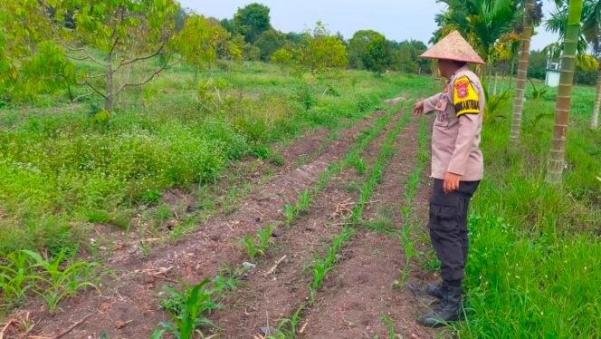 
 Polsek Koto Gasib melakukan monitoring jagung pipil di Poktan Mekar Sari”