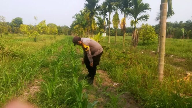 
 Polsek Koto Gasib monitoring perkembangan  jagung pipil di lahan Poktan Mekar Sari