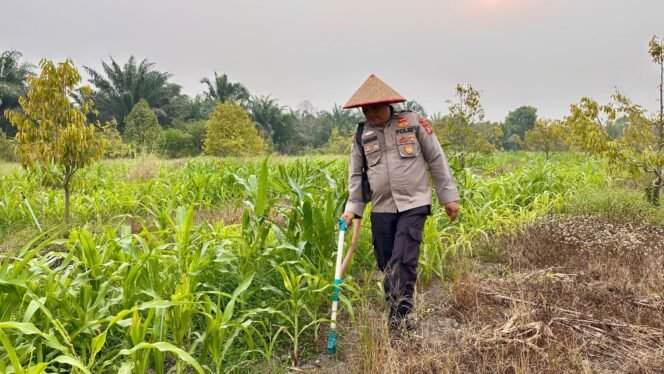 
 Polsek Koto Gasib Dukung Ketahanan Pangan Dengan Melakukan Pemupukan Jagung Pipil Di Lahan Poktan Mekar Sari